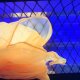 Circus Budget Poi - Small Scarf Spiral Poi Set (178 cm) | Playful Juggling for Kid orange